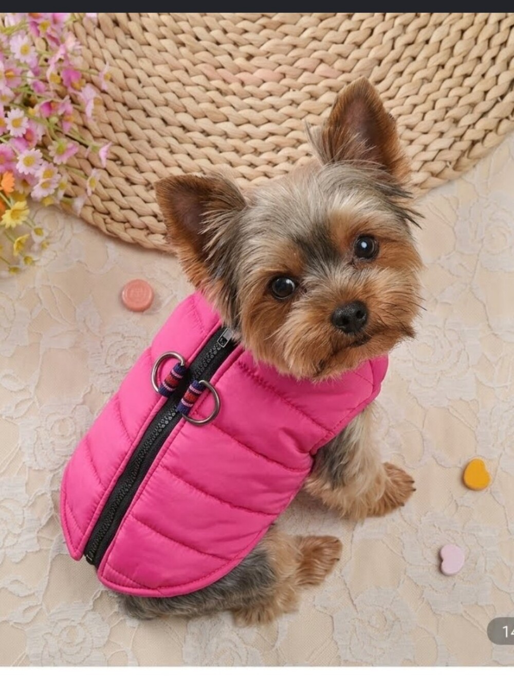 Dog's Jacket S - Picture 4 of 11